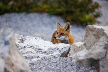 Fototapeta premium Red fox in Montana