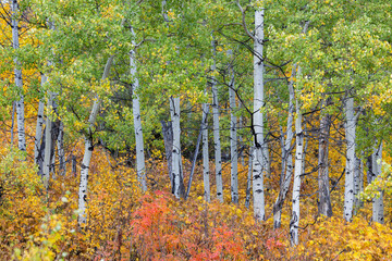 A forest with many trees and a lot of leaves on the ground