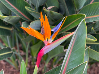 Exotic tropical Strelitzia reginae, commonly known as the crane flower, bird of paradise in...
