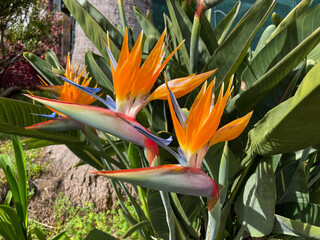 Exotic tropical Strelitzia reginae, commonly known as the crane flower, bird of paradise in...