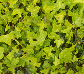 Texture of triangular shaped leaves with rainwater drops - obrazy, fototapety, plakaty