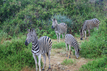 herd of zebras at the national park in south africa - 760942860