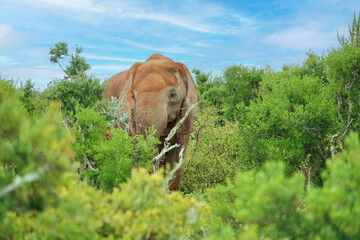 elephant in the national park watching the tourists - 760943004