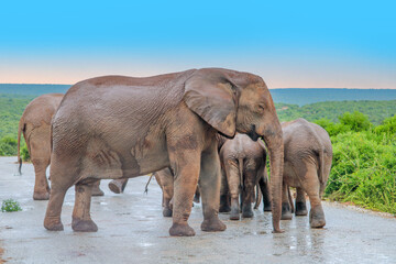 elephants in the national park watching the tourists - 760943611