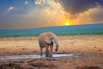 elephant in the national park at a water hole in sunset