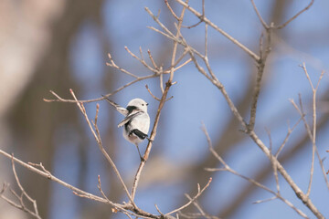 北海道の野鳥