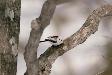 北海道の野鳥