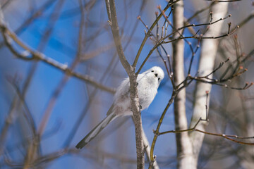 北海道の野鳥