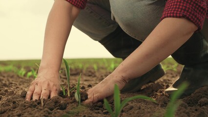 Green seedling in fertile soil. Farmer. Gardener in plants green sprout in hole. Agricultural industry. Person puts root of young plant into soil with his hands. Growth time of green plant in nature.
