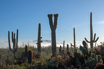 Clearing fog and crested saguaro cacti (Carnegiea gigantea)