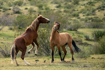 Wild horse stallions facing off before fighting in the Salt River wild horse management area near...