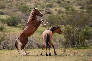 Wild horse stallions striking while fighting in the Salt River desert area  near Scottsdale Arizona...