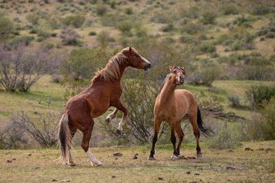 Wild horse stallions challenging each other in the Salt River wild horse management area near Mesa Arizona United States