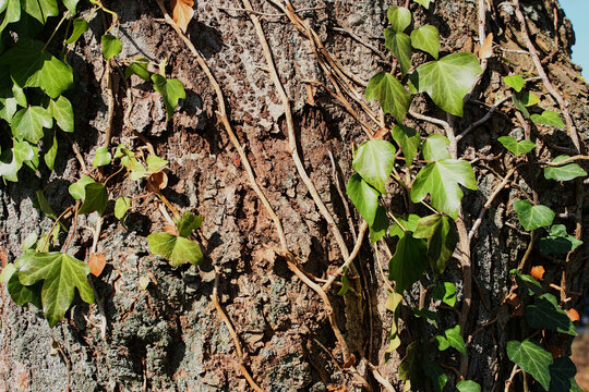 Image of green ivy growing on a tree trunk on a sunny day in spring.