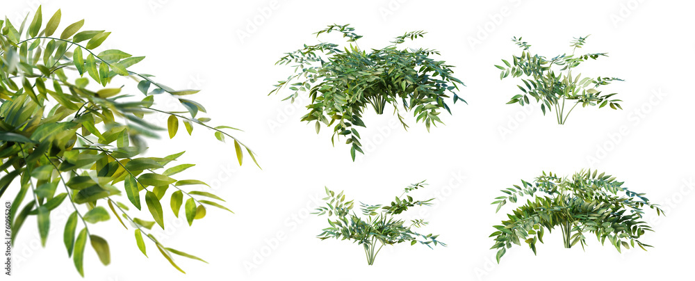 Aufkleber bowenia spectabilis plant with selective focus closeup isolated on transparent background. 3d render