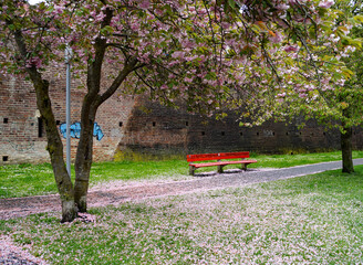 a spring park covered with pink petals with a red bench under the blooming pink flowering almond trees, Ulm, Germany 
