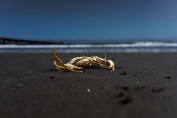 cangrejo desolado en la playa