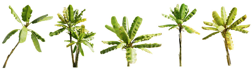 Set of musa paradisiaca, banana plant isolated on white background. 3D render. 3D illustration.
