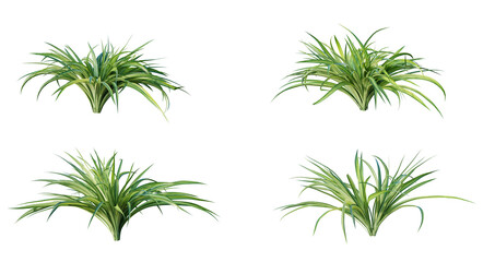 Spider plant (chlorophytum comosum) plant isolated on white background. 3D render. 3D illustration.
