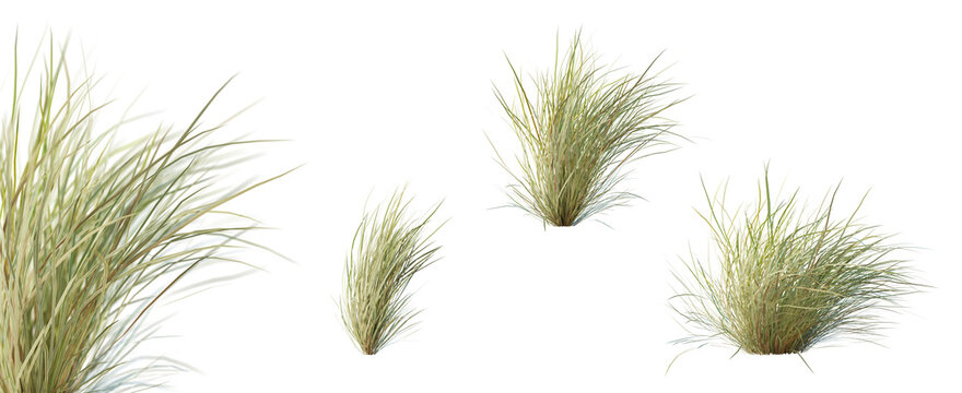 Set of sewan grass plant with selective focus closeup, isolated on white background. 3D render. 3D illustration.
