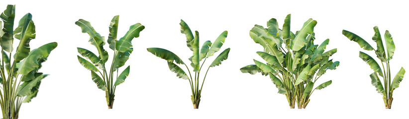 Set of musa balbisiana, wild banana plant isolated on white background with selective focus closeup. 3D render. 3D illustration.  © schab