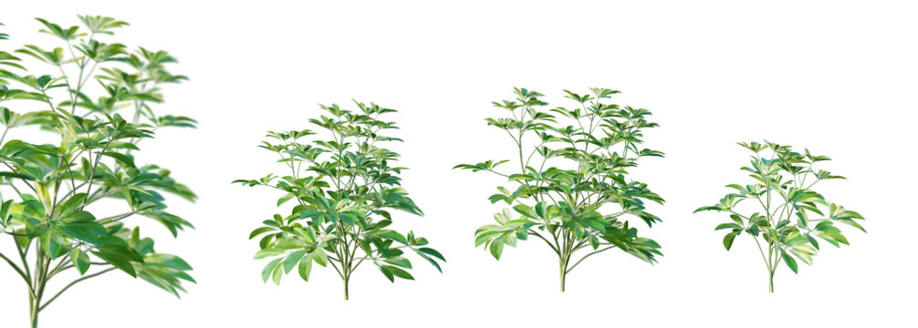 Set of schefflera arboricola plant isolated on white background with selective focus closeup. 3D render. 3D illustration.
