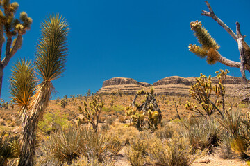 Near the Grand Canyon in Nevada, USA, picturesque scenery features iconic Joshua Trees amidst...
