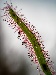 Die Klebetentakel des Sonnentau