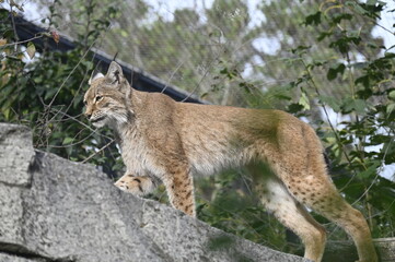 Félins dans un parc animalier