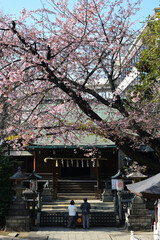 Fototapeta premium 上野公園の五條天神、桜の時季