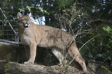 Félins dans un parc animalier