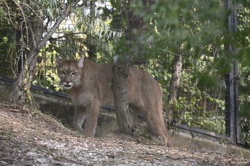 Naklejka premium Félins dans un parc animalier