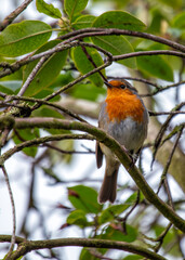 European Robin Red Breast (Erithacus rubecula) in National Botanic Gardens, Dublin, Ireland