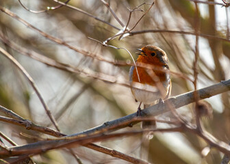 European Robin Red Breast (Erithacus rubecula) in National Botanic Gardens, Dublin, Ireland