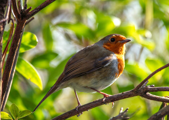 European Robin Red Breast (Erithacus rubecula) in National Botanic Gardens, Dublin, Ireland