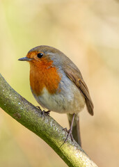 European Robin Red Breast (Erithacus rubecula) in National Botanic Gardens, Dublin, Ireland