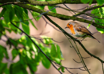 European Robin Red Breast (Erithacus rubecula) in National Botanic Gardens, Dublin, Ireland