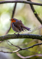 European Robin Red Breast (Erithacus rubecula) in National Botanic Gardens, Dublin, Ireland