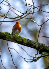 European Robin Red Breast (Erithacus rubecula) in National Botanic Gardens, Dublin, Ireland