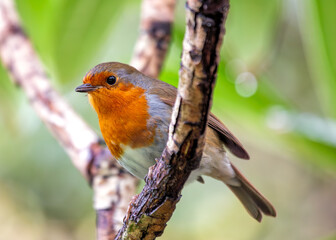 European Robin Red Breast (Erithacus rubecula) in National Botanic Gardens, Dublin, Ireland