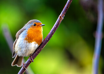 European Robin Red Breast (Erithacus rubecula) in National Botanic Gardens, Dublin, Ireland