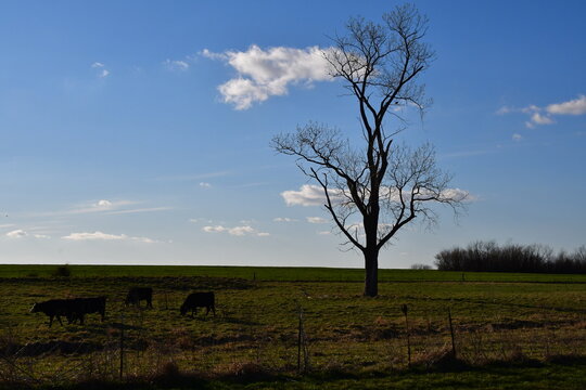 Cows by a Lone Tree in a Field