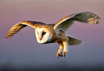 Poster A view of a Barn Owl in flight © Simon Edge