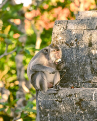 Vacation on Bali immersed in nature, sea and monkeys