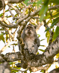 Fototapeta premium Vacation on Bali immersed in nature, sea and monkeys