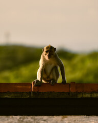 Vacation on Bali immersed in nature, sea and monkeys