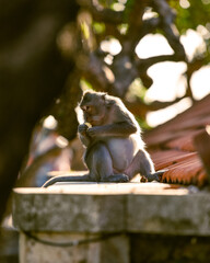 Vacation on Bali immersed in nature, sea and monkeys