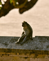 Vacation on Bali immersed in nature, sea and monkeys