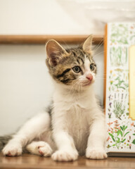 Kittens playing and looking cute