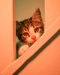 Kittens playing and looking cute